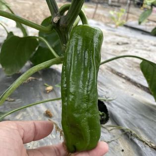 甜椒(含青椒) 產品圖片（圖片編號 681403）