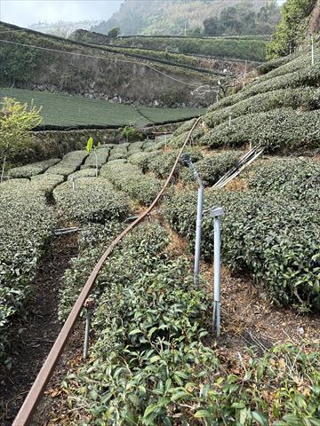 茶製品-茶 產品圖片（圖片編號 682769）