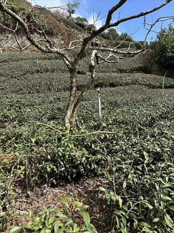 茶製品-茶 產品圖片（圖片編號 682770）