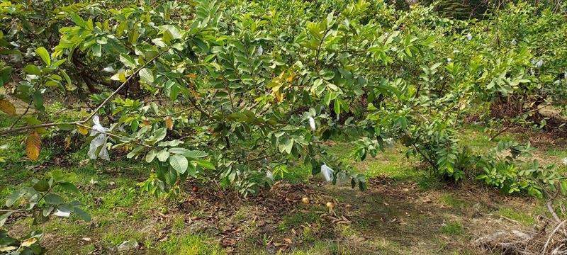 番石榴(芭樂) 產品圖片（產品編號 507656）