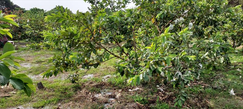 番石榴(芭樂) 產品圖片（圖片編號 682777）