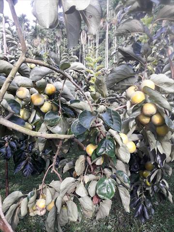 柿子 產品圖片（圖片編號 682842）