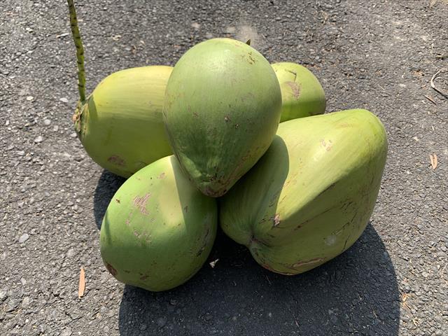 椰子 產品圖片（產品編號 508181）