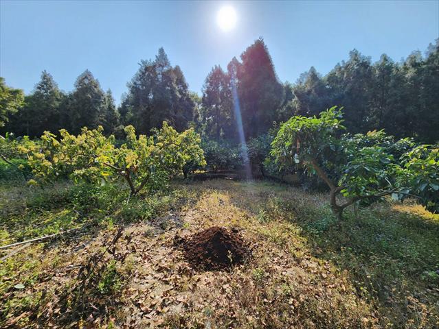 酪梨 產品圖片（產品編號 508228）