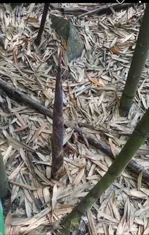 竹筍 產品圖片（產品編號 508235）