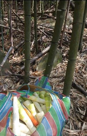 竹筍 產品圖片（圖片編號 684533）