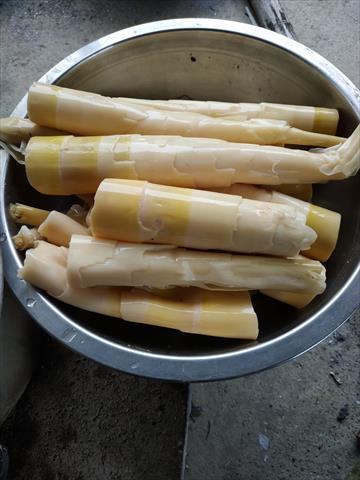竹筍 產品圖片（圖片編號 684539）