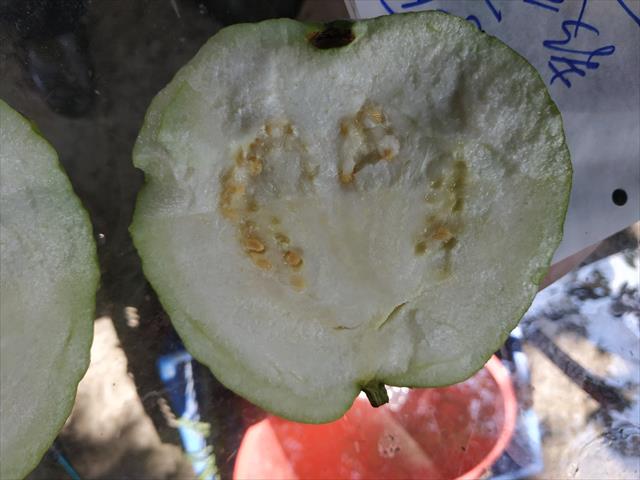 番石榴(芭樂) 產品圖片（圖片編號 684542）