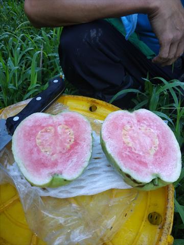 番石榴(芭樂) 產品圖片（圖片編號 684543）