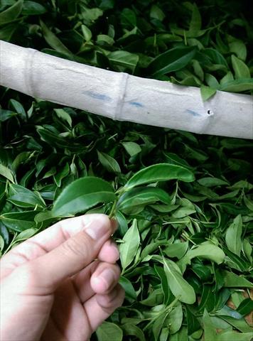 茶製品-茶 產品圖片（產品編號 508247）