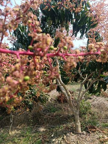 芒果 產品圖片（圖片編號 684801）