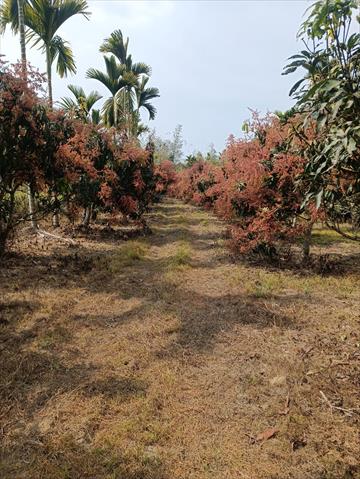 芒果 產品圖片（圖片編號 684802）