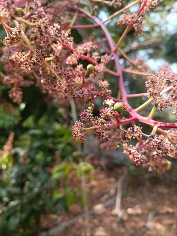 芒果 產品圖片（圖片編號 684803）