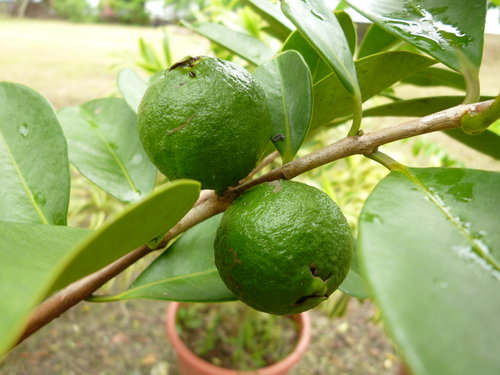番石榴(芭樂) 產品圖片（圖片編號 685570）