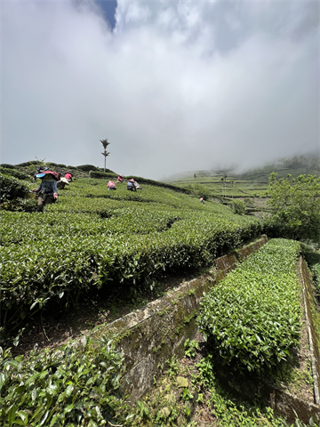 茶製品-茶 產品圖片（圖片編號 685581）