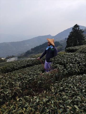 茶製品-茶 產品圖片（圖片編號 685583）