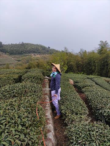 茶製品-茶 產品圖片（圖片編號 685584）