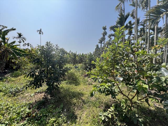 酪梨 產品圖片（圖片編號 686166）