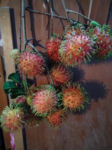 紅毛丹 產品圖片（產品編號 510350）