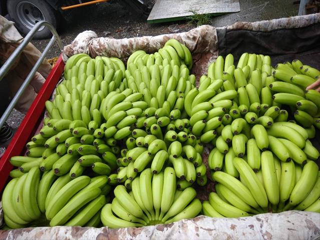 香蕉 產品圖片（產品編號 510352）