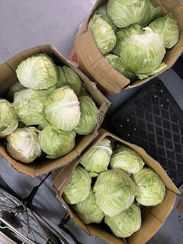 甘藍(高麗菜) 產品圖片（產品編號 510382）