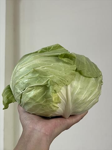 甘藍(高麗菜) 產品圖片（圖片編號 688197）