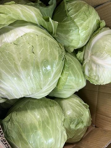甘藍(高麗菜) 產品圖片（圖片編號 688198）