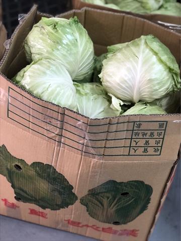 甘藍(高麗菜) 產品圖片（圖片編號 688200）