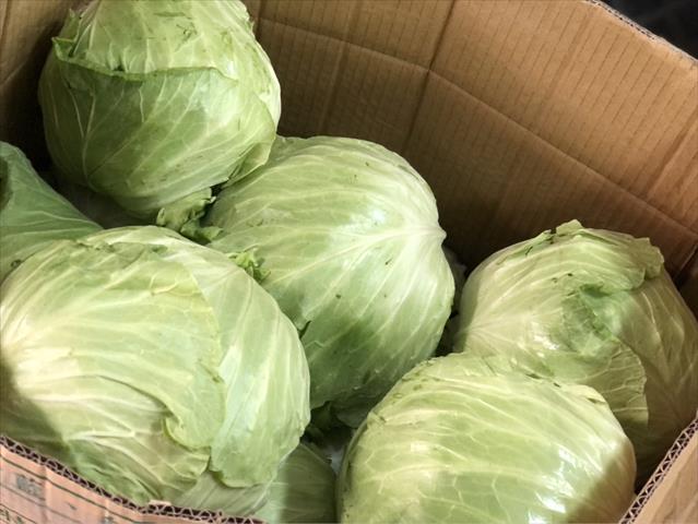 甘藍(高麗菜) 產品圖片（圖片編號 688201）