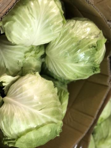 甘藍(高麗菜) 產品圖片（產品編號 510383）