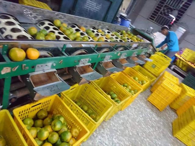 椪柑 產品圖片（圖片編號 688205）