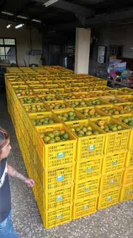 椪柑 產品圖片（圖片編號 688207）