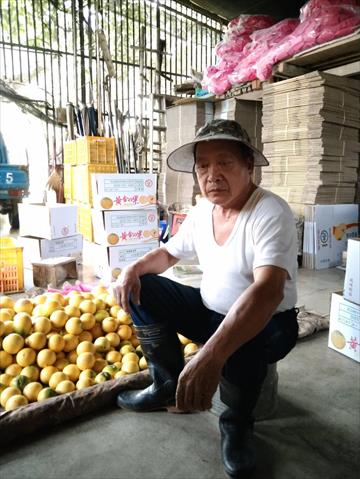 黃金果(黃晶果,加蜜蛋黃果,蜜蛋黃果) 產品圖片（圖片編號 688219）