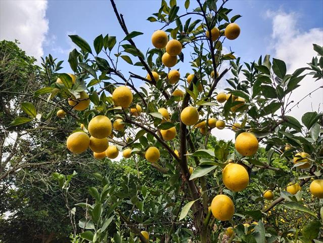 柳橙 產品圖片（產品編號 510401）