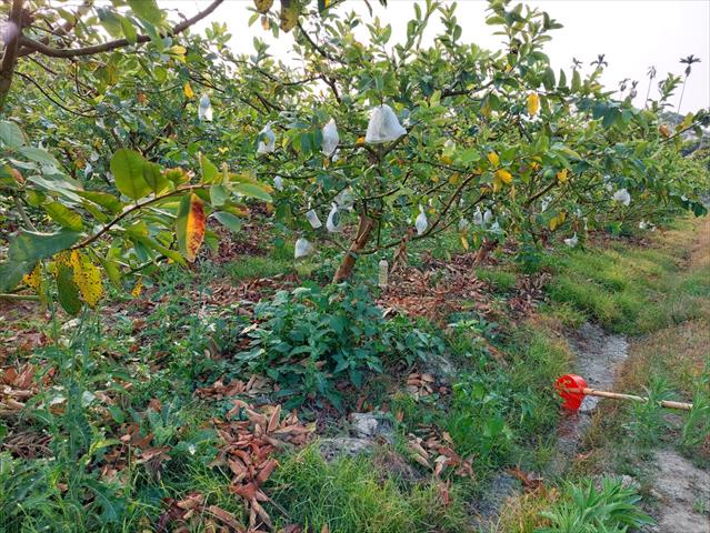 番石榴(芭樂) 產品圖片（產品編號 510410）