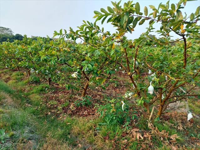 番石榴(芭樂) 產品圖片（圖片編號 688242）