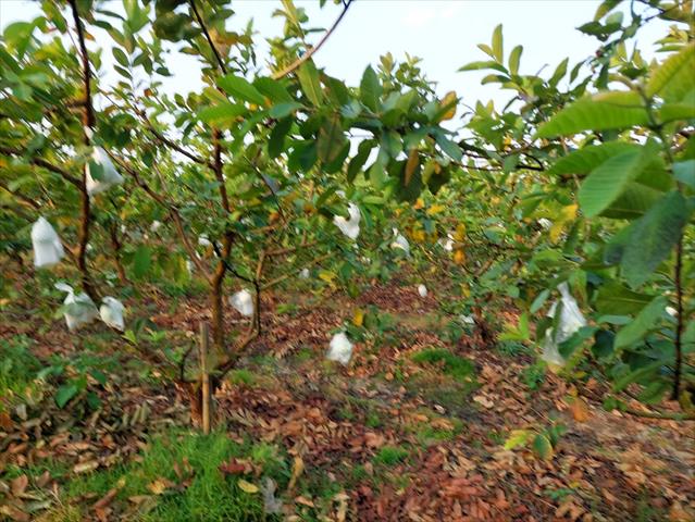 番石榴(芭樂) 產品圖片（圖片編號 688243）