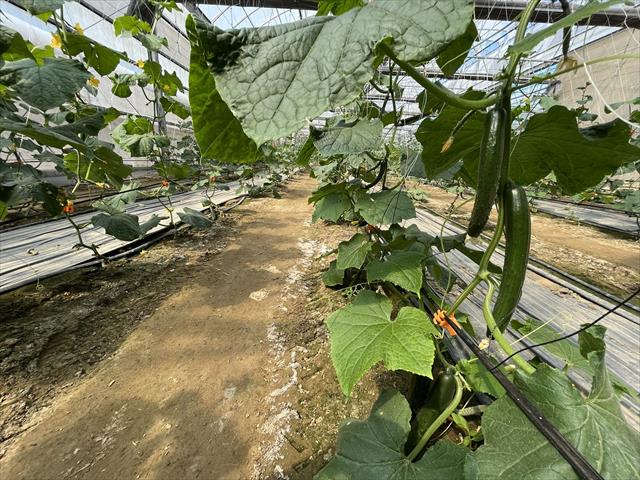 小黃瓜(花胡瓜) 產品圖片（圖片編號 688267）