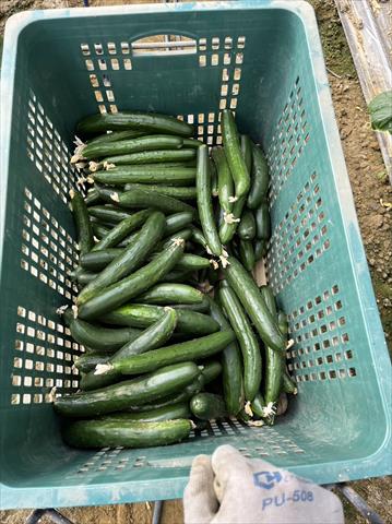 小黃瓜(花胡瓜) 產品圖片（產品編號 510478）