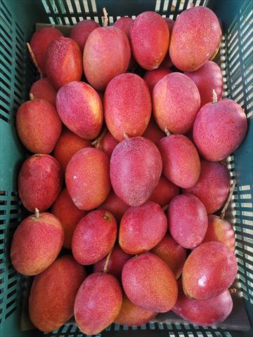 芒果 產品圖片（產品編號 510486）