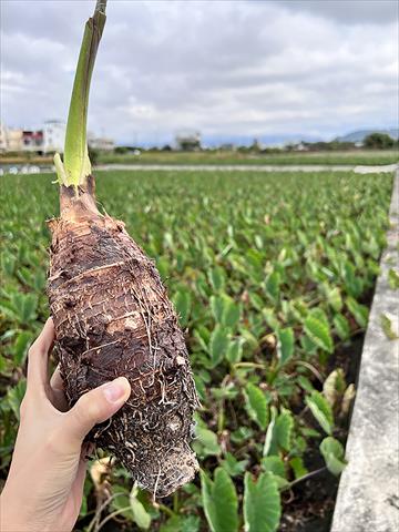 芋頭 產品圖片（產品編號 510738）