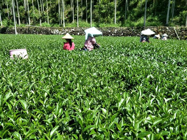茶製品-茶 產品圖片（圖片編號 688706）