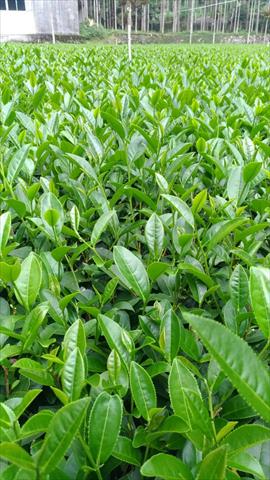 茶製品-茶 產品圖片（圖片編號 688707）