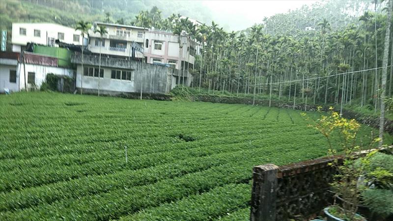 茶製品-茶 產品圖片（圖片編號 688708）