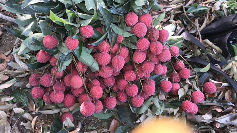 荔枝 產品圖片（產品編號 511259）