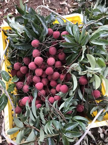 荔枝 產品圖片（圖片編號 689327）