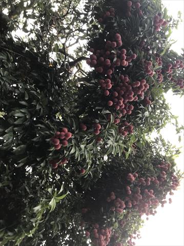 荔枝 產品圖片（圖片編號 689328）