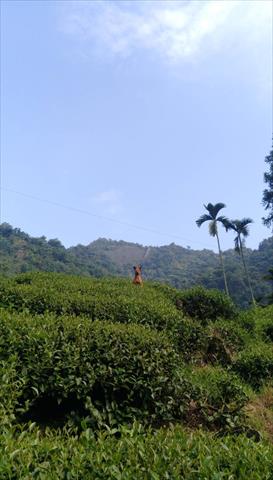 茶製品-茶 產品圖片（圖片編號 689339）