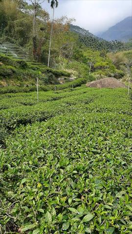 茶製品-茶 產品圖片（圖片編號 689340）
