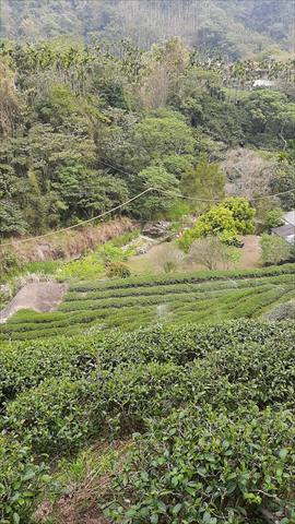 茶製品-茶 產品圖片（圖片編號 689341）